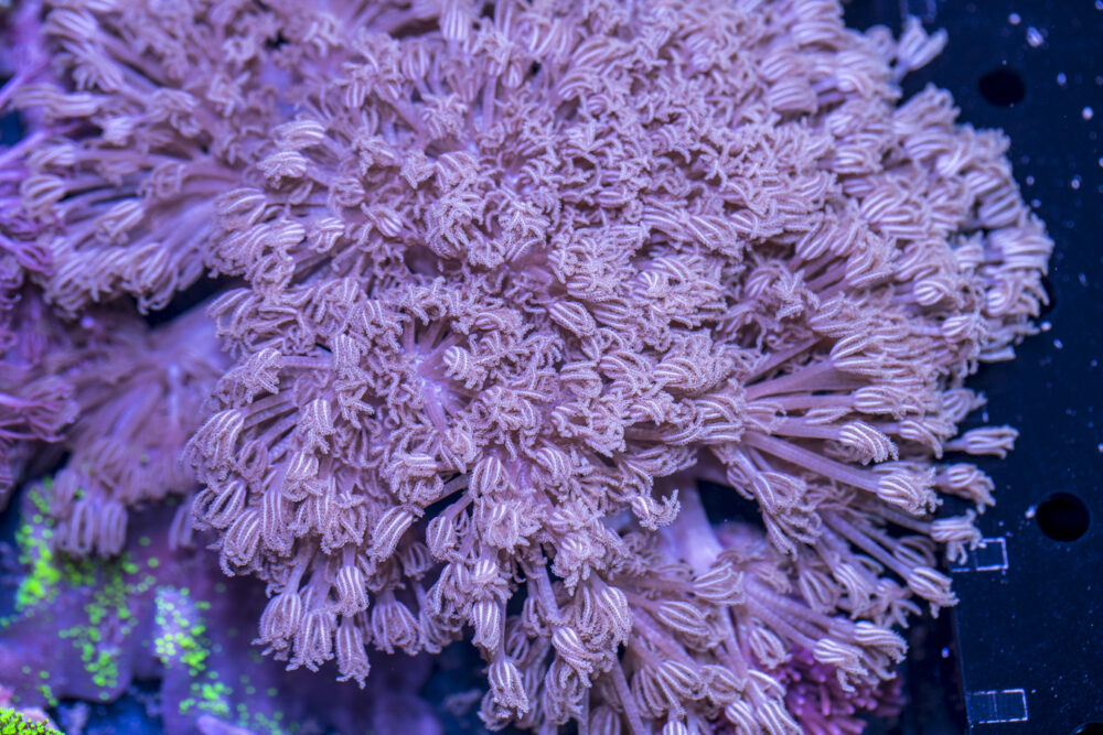 Xenia