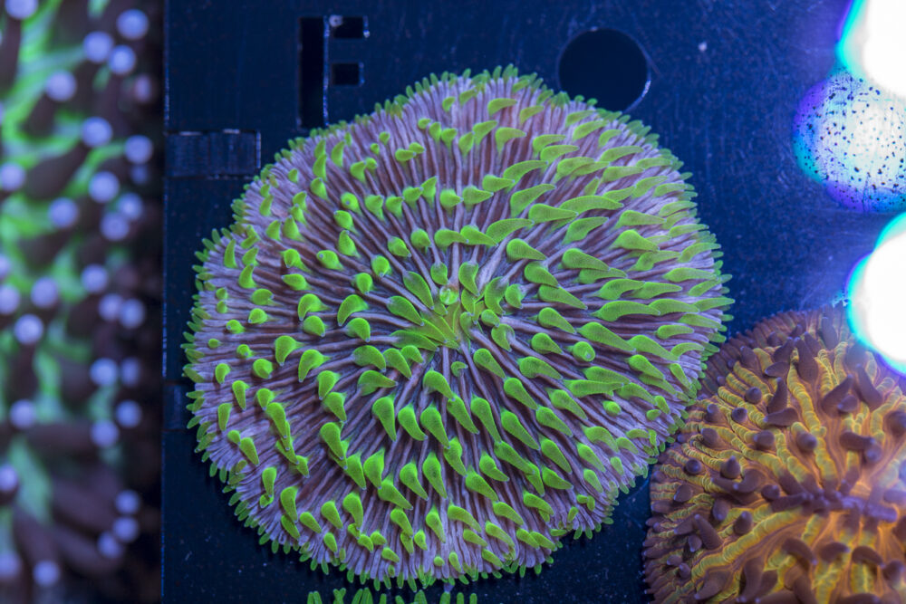 Fungia