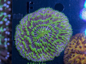Fungia