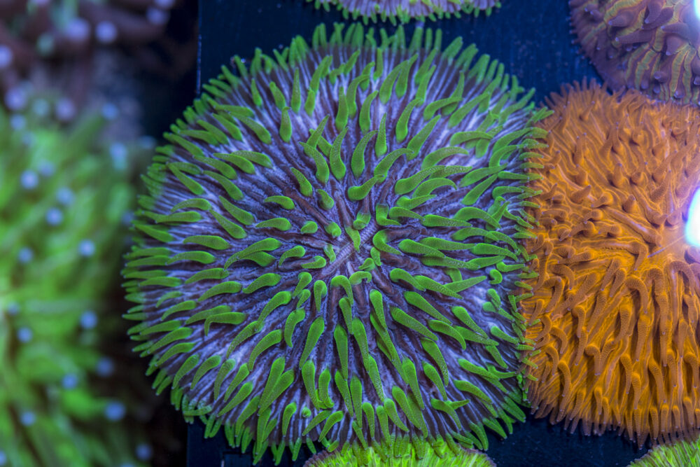 Fungia