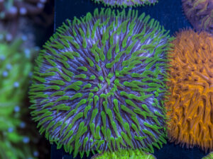 Fungia