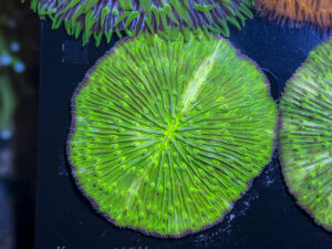 Fungia