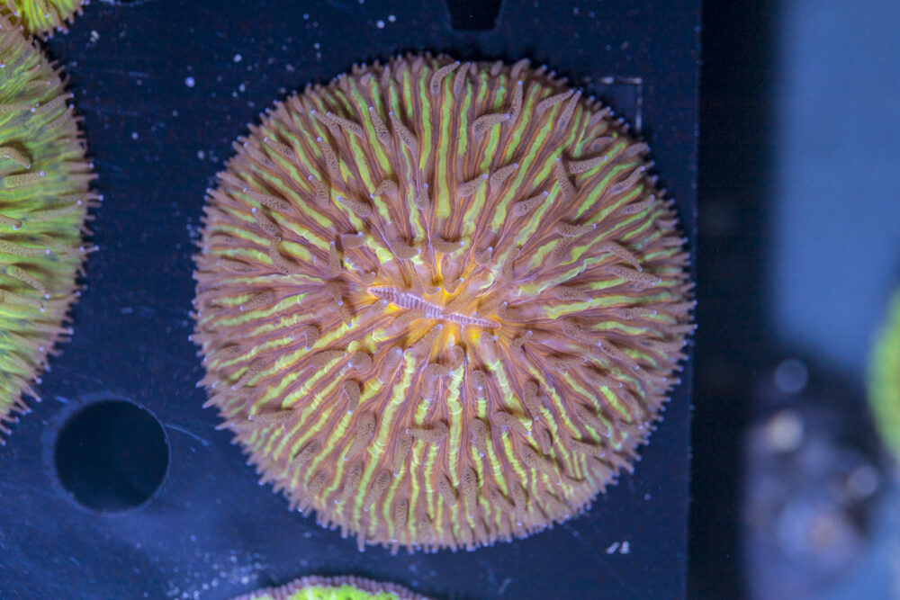 Fungia
