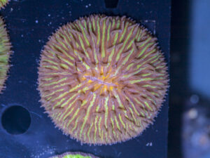 Fungia