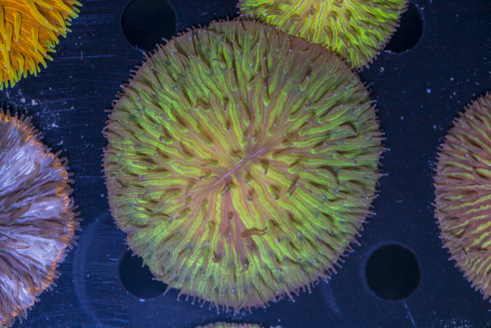 Fungia