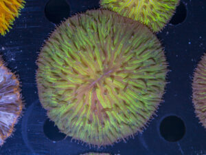 Fungia