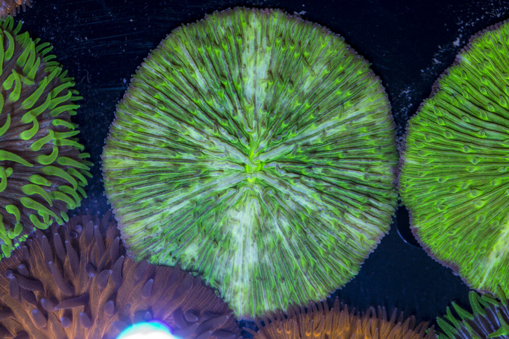 Fungia