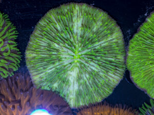 Fungia