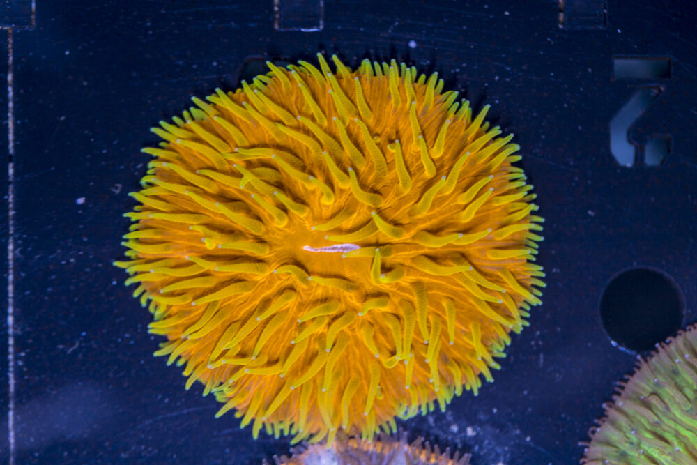Fungia