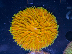 Fungia