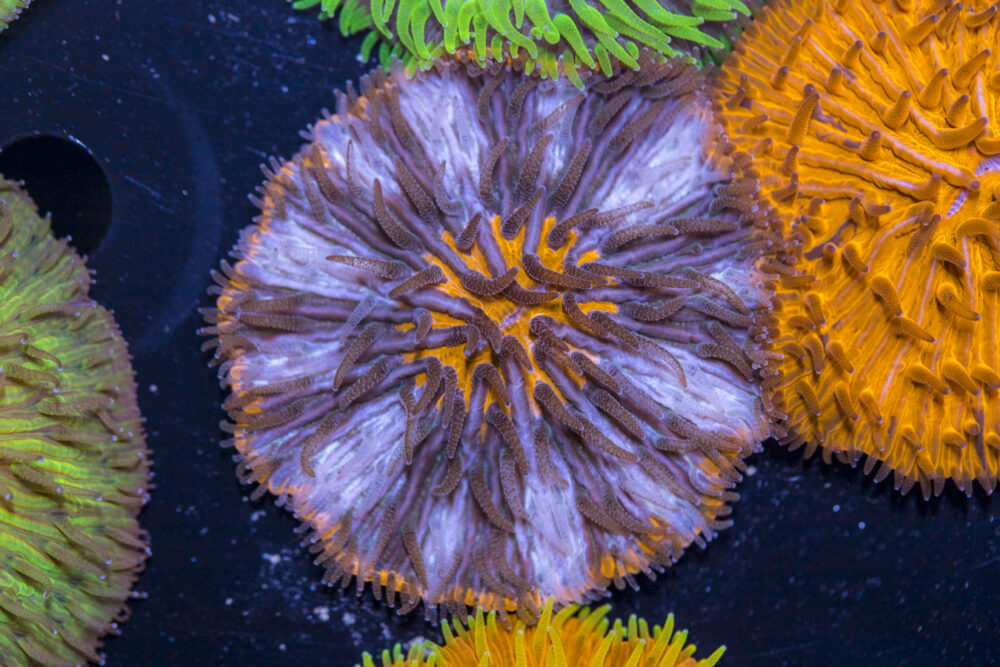 Fungia