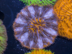 Fungia