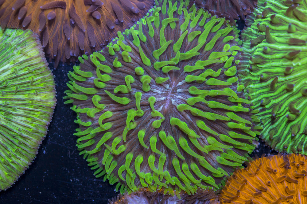 Fungia