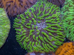 Fungia