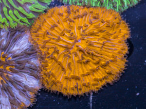 Fungia