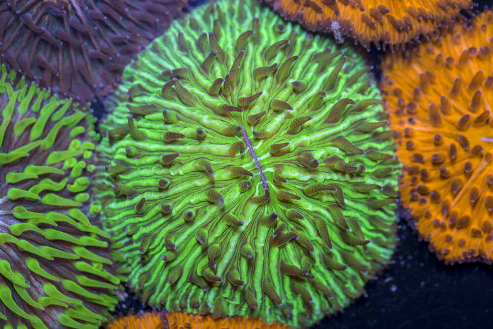 Fungia