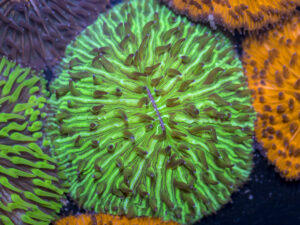 Fungia