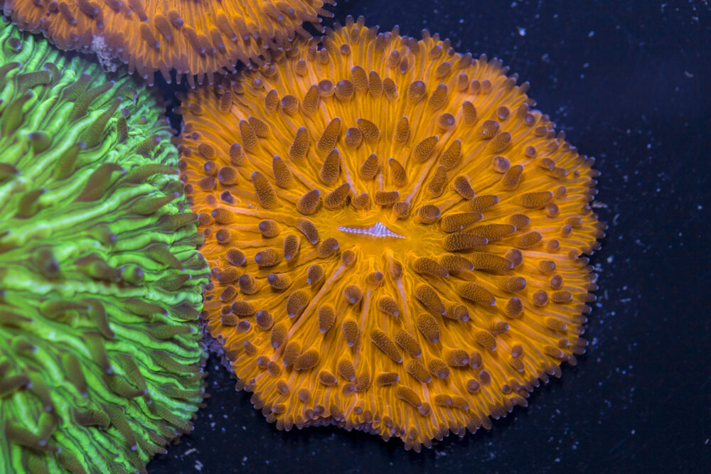 Fungia