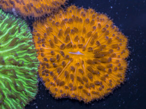 Fungia