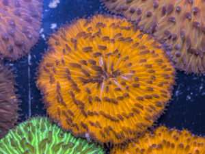 Fungia