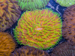 Fungia