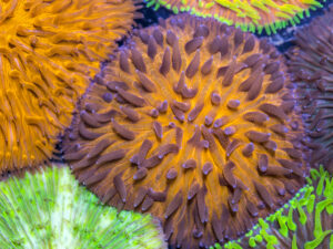 Fungia