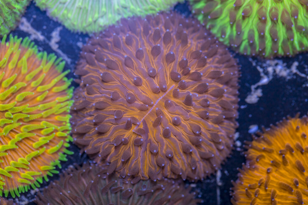 Fungia