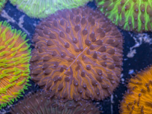 Fungia