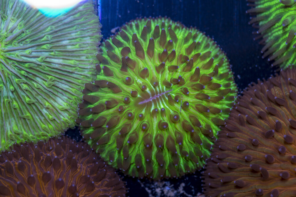Fungia