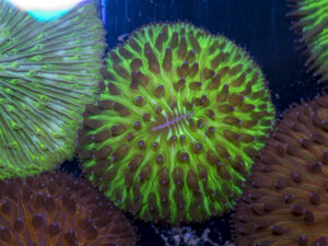 Fungia