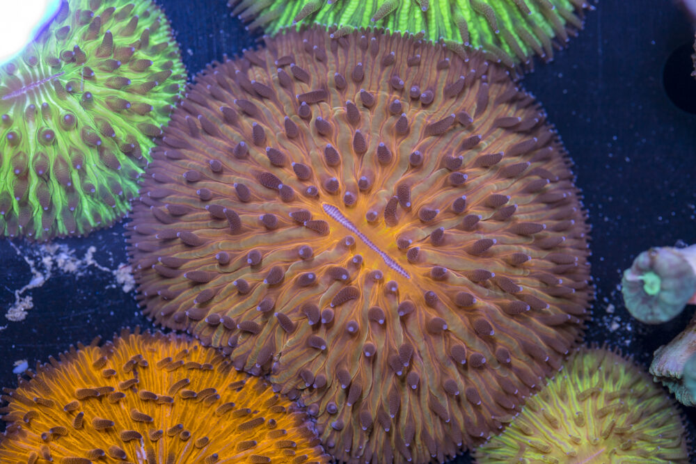 Fungia