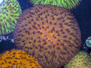 Fungia