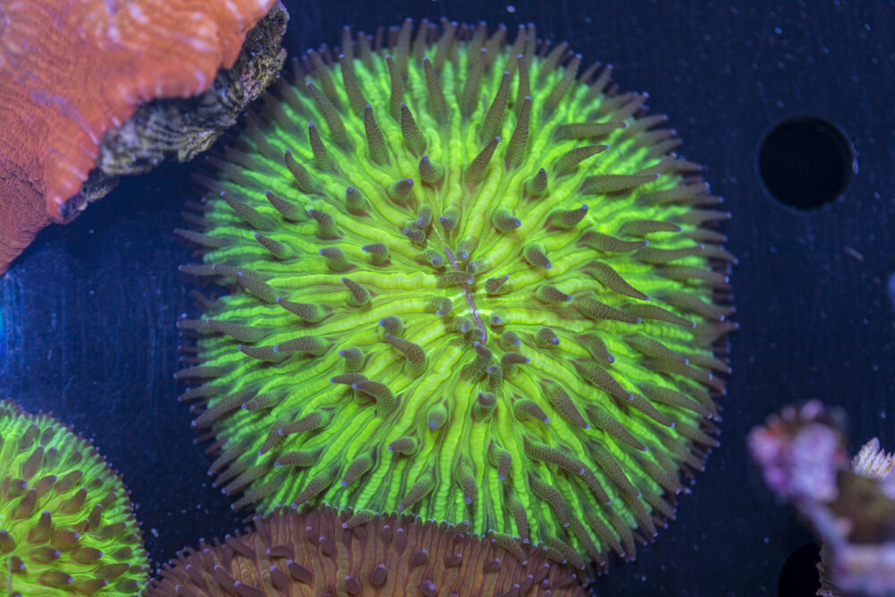 Fungia