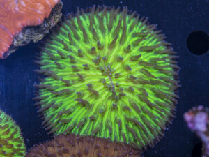 Fungia