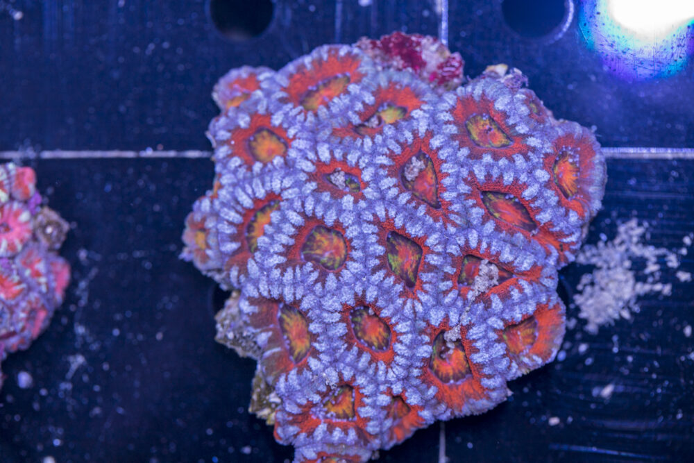 Acan - Lord Howe
