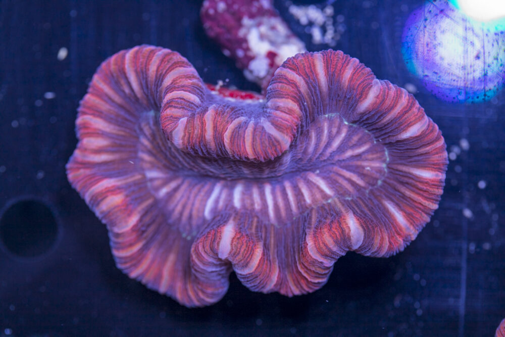 Trachyphyllia