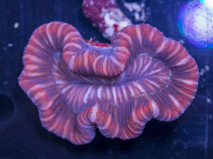Trachyphyllia