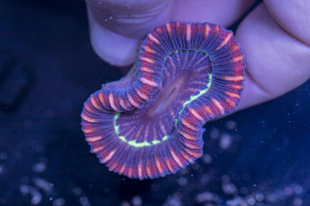 Trachyphyllia