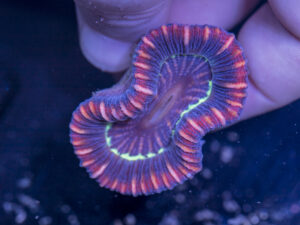 Trachyphyllia