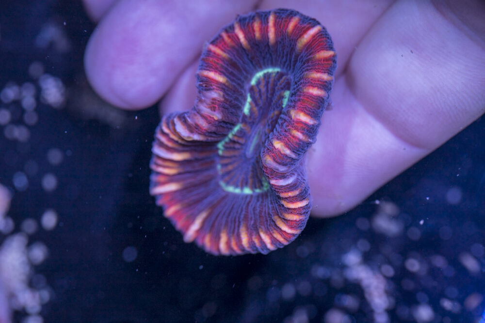 Trachyphyllia