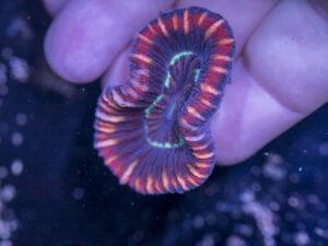 Trachyphyllia