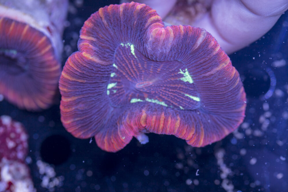 Trachyphyllia