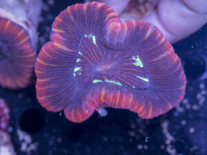 Trachyphyllia