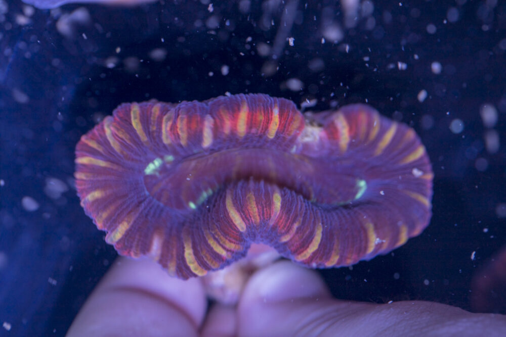 Trachyphyllia