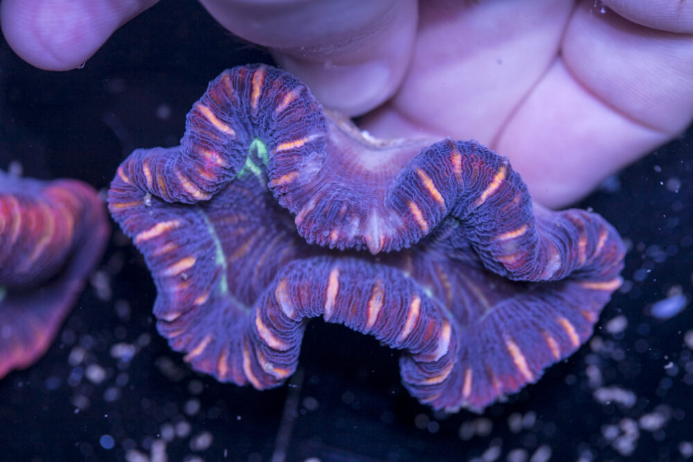 Trachyphyllia
