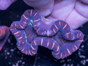 Trachyphyllia