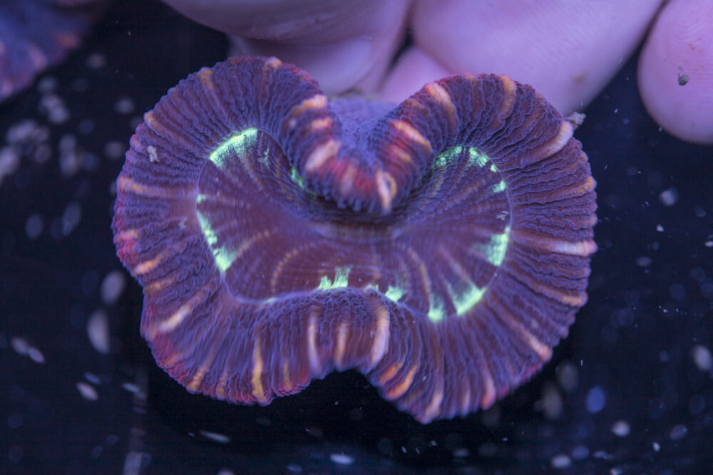 Trachyphyllia