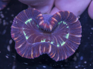 Trachyphyllia