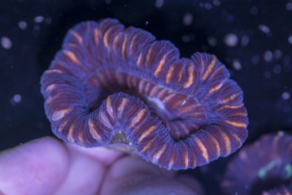 Trachyphyllia