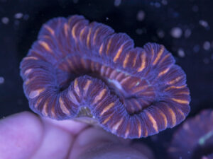 Trachyphyllia